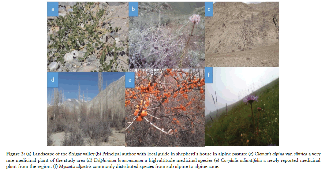 plant-pathology-alpine-pasture