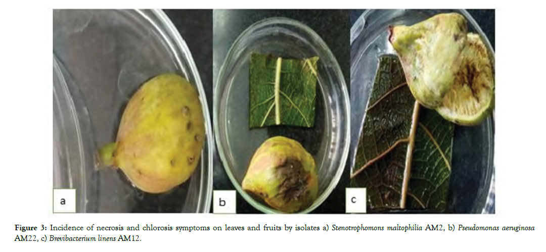 plant-pathology-chlorosis-symptoms