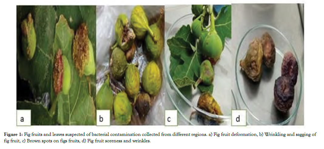 plant-pathology-leaves-suspected