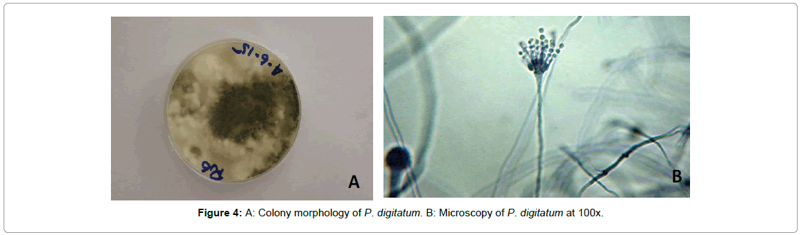 plant-pathology-microbiology-Colony