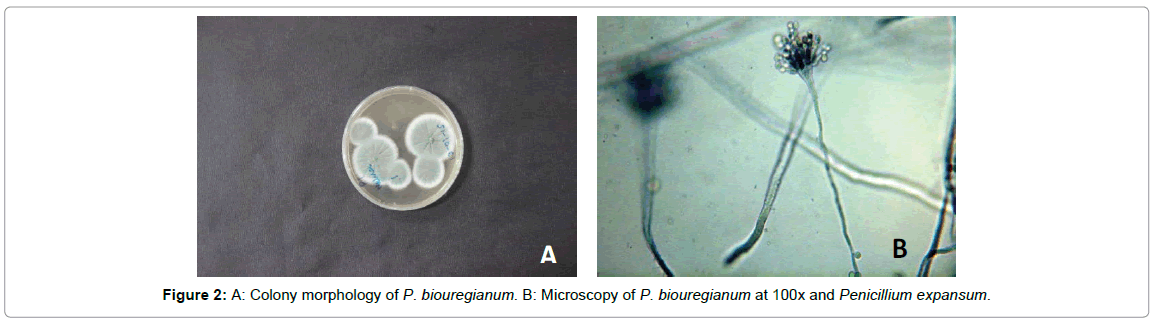 plant-pathology-microbiology-Colony-morphology