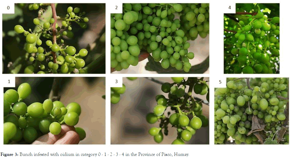 plant-pathology-microbiology-bunch-infested