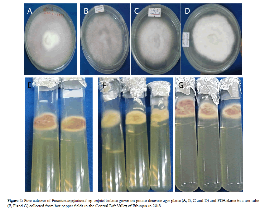 plant-pathology-microbiology-capsici