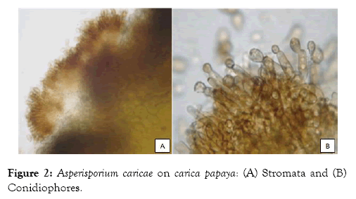 plant-pathology-microbiology-carica