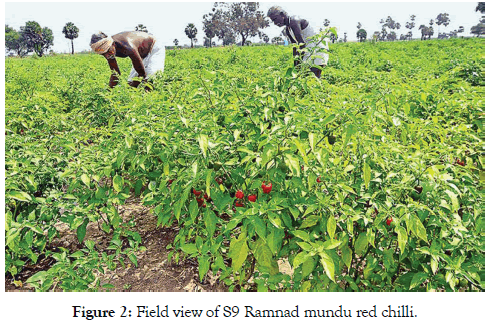 plant-pathology-microbiology-chilli