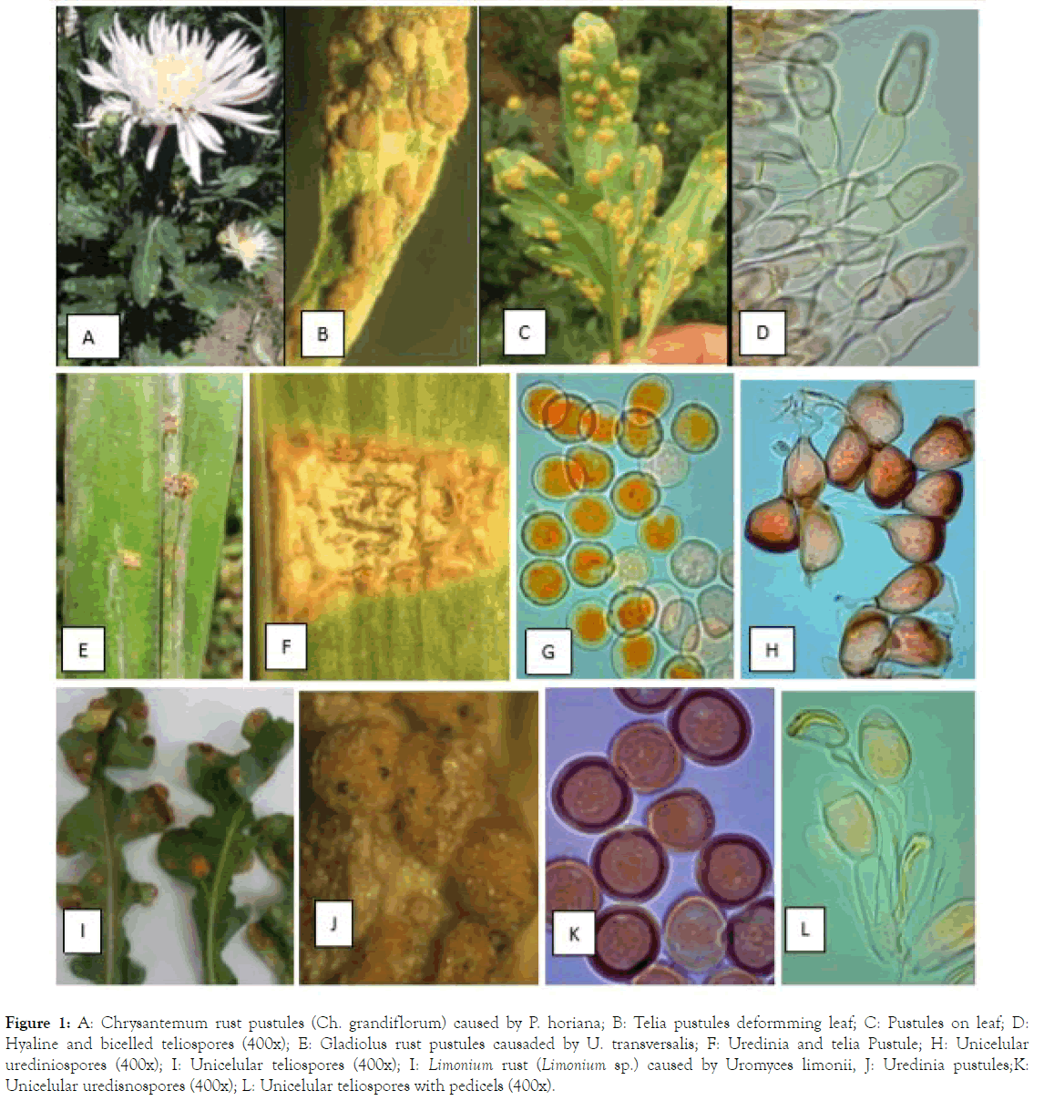 plant-pathology-microbiology-chrysantemum-rust-pustules