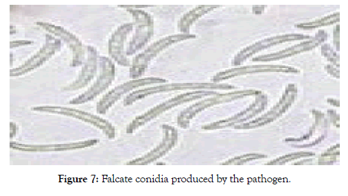 plant-pathology-microbiology-conidia