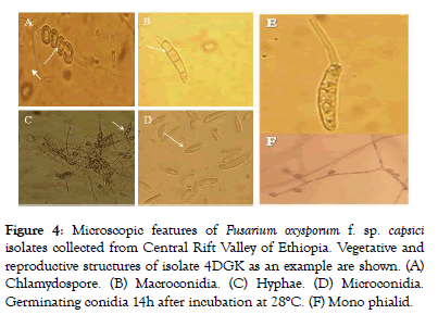 plant-pathology-microbiology-features