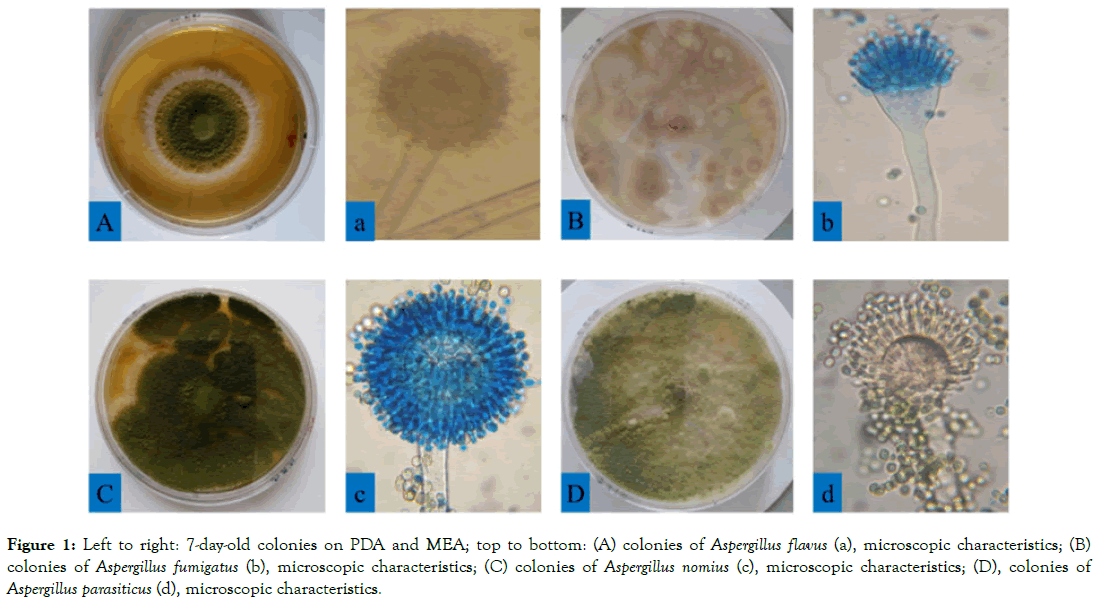 plant-pathology-microbiology-microscopic-characteristics