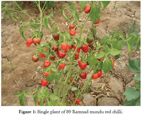 plant-pathology-microbiology-mundu