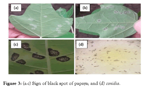 plant-pathology-microbiology-papaya