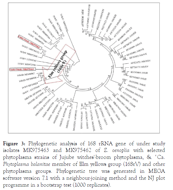 plant-pathology-microbiology-phylogenetic-analysis