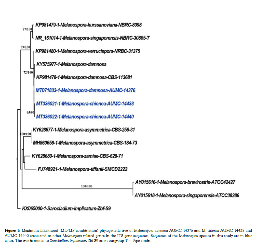 plant-pathology-microbiology-phylogenetic-tree