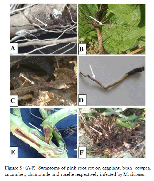 plant-pathology-microbiology-pink-root