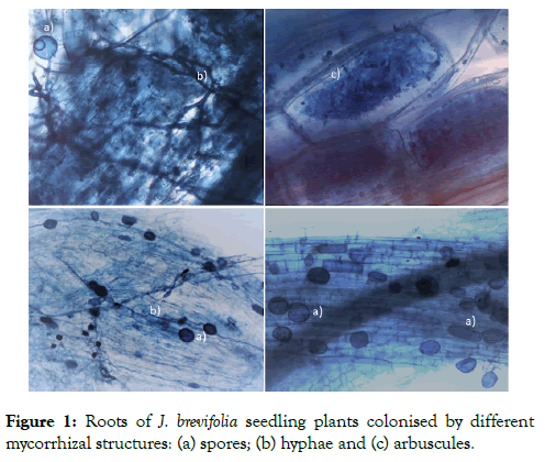 plant-pathology-microbiology-plants-colonised