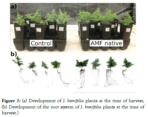 plant-pathology-microbiology-plants-harvest