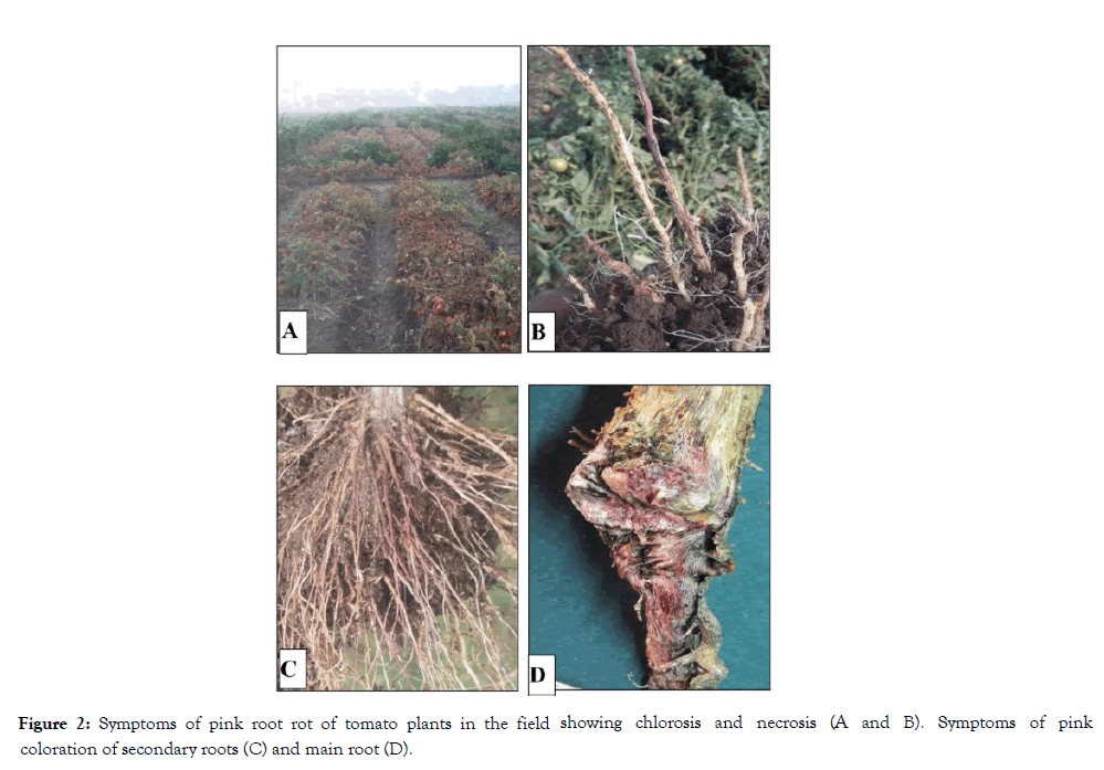 plant-pathology-microbiology-secondary-roots