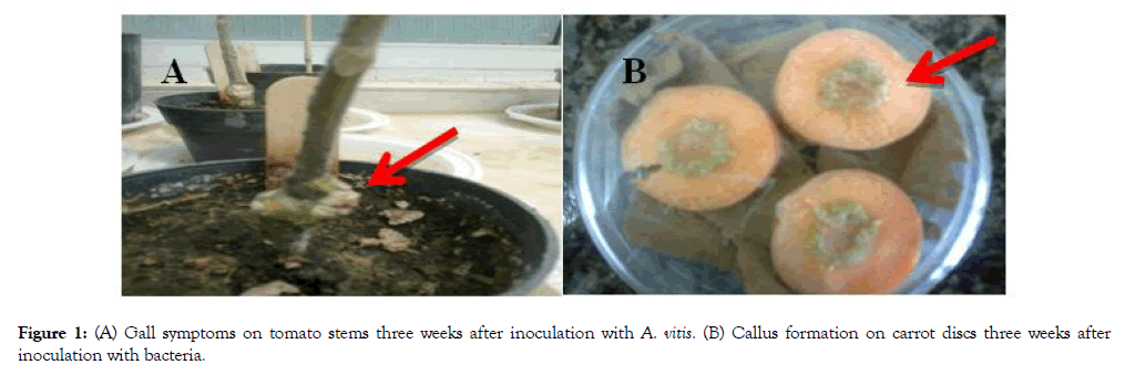 plant-pathology-microbiology-symptoms