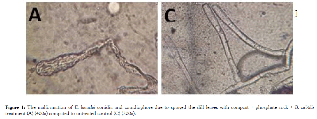 plant-pathology-microbiology-untreated-control