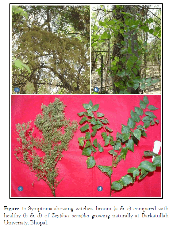 plant-pathology-microbiology-ziziphus-oenoplia