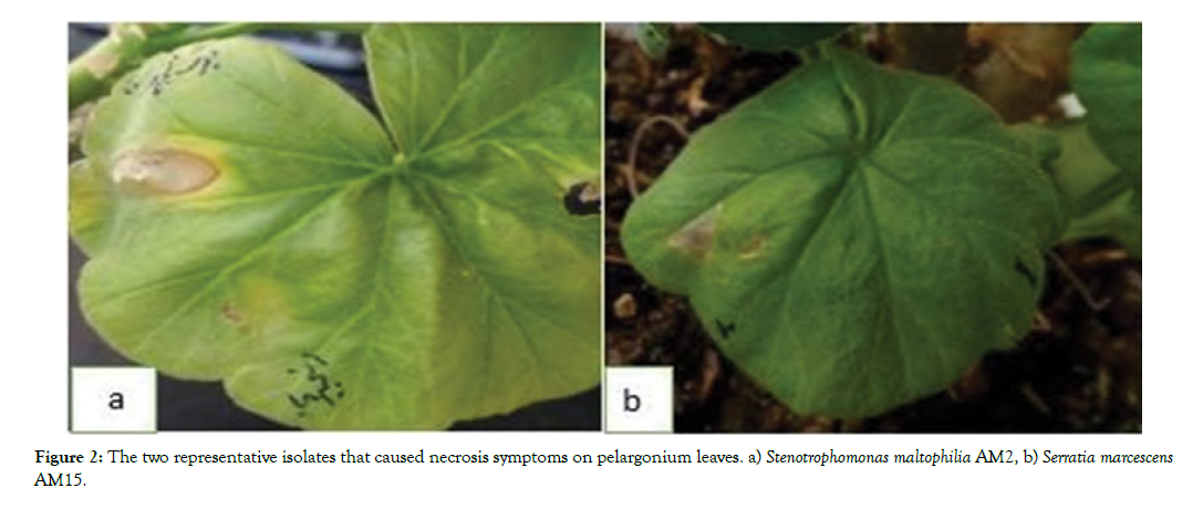 plant-pathology-necrosis-symptoms