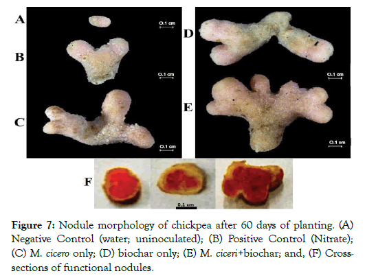 plant-pathology-nodule-morphology