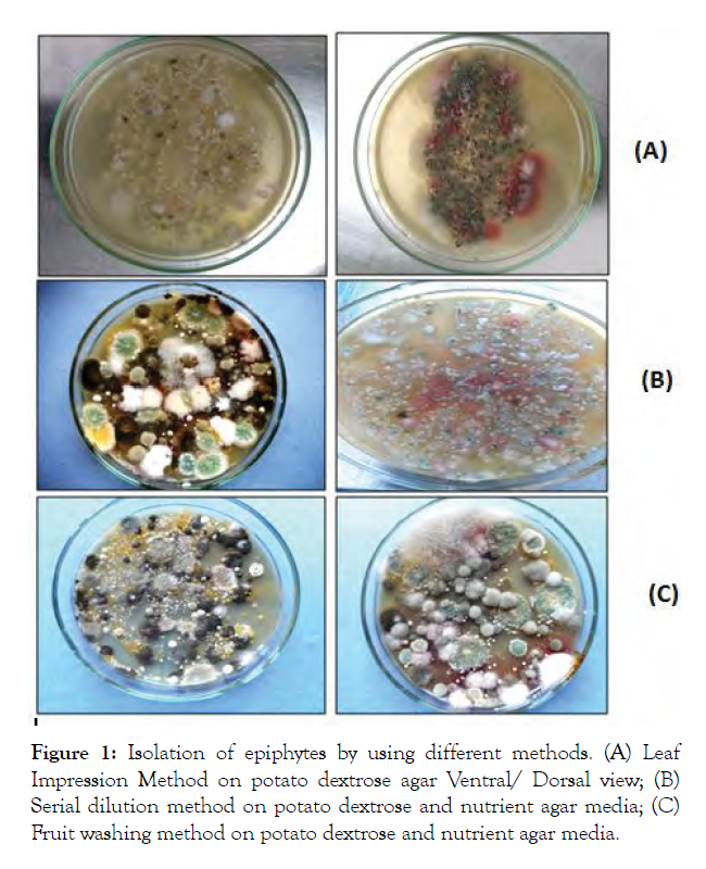 plant-pathology-potato-dextrose