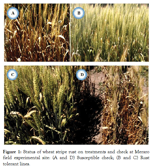 plant-pathology-stripe-rust