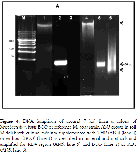 tropical-diseases-colony-Mycobacterium