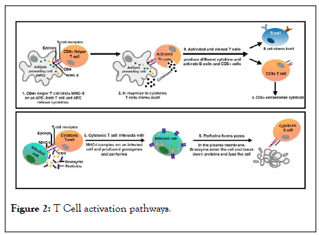 vaccines-vaccination-activation