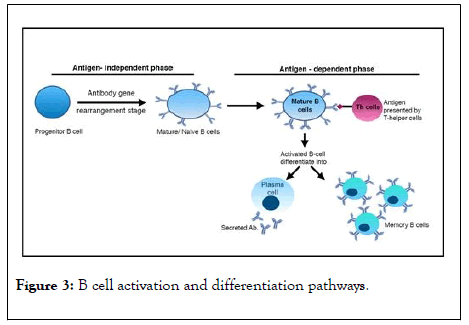 vaccines-vaccination-activation