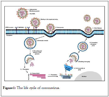 vaccines-vaccination-cycle