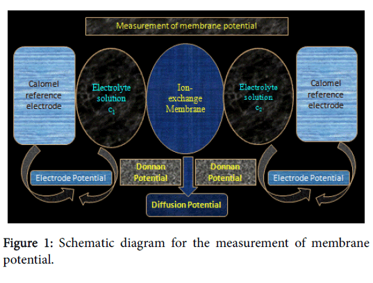 Membrane-Science-membrane-potential