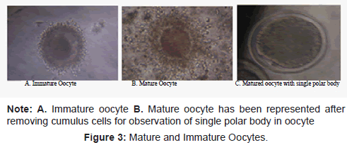 allergy-therapy-Mature-Immature-Oocytes
