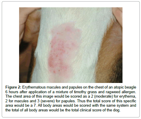 allergy-therapy-atopic-beagle