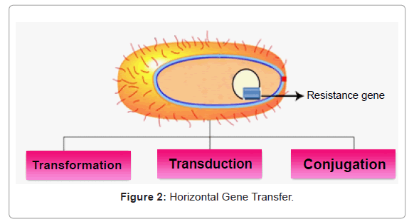 bacteriology-parasitology-Gene-Transfer