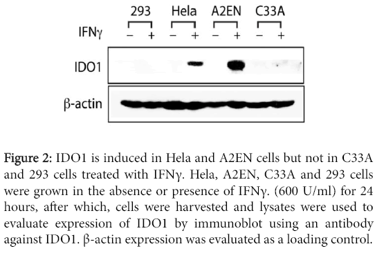 bacteriology-parasitology-IDO1-induced-Hela-A2EN-cells