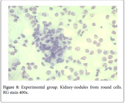 bacteriology-parasitology-Kidney