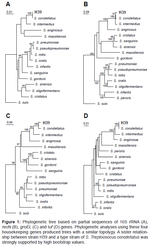 bacteriology-parasitology-Phylogenetic-tree