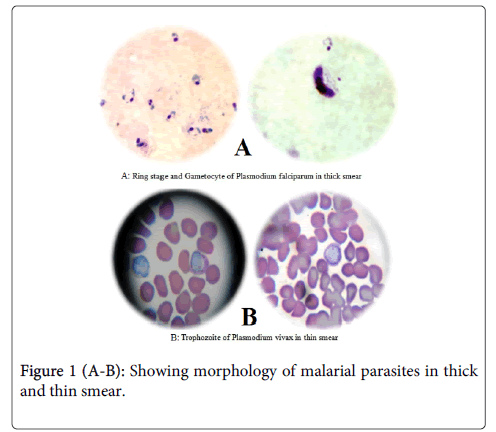 bacteriology-parasitology-Showing-morphology