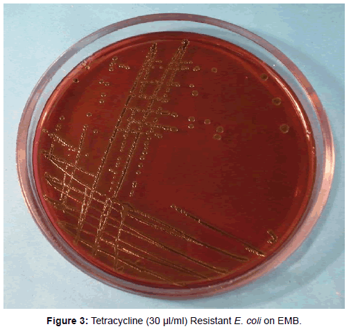 bacteriology-parasitology-Tetracycline-Resistant