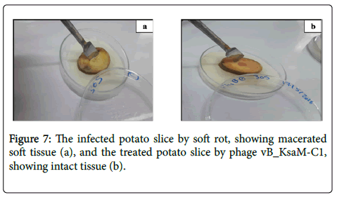bacteriology-parasitology-infected-potato