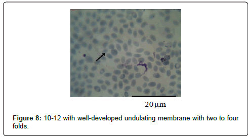bacteriology-parasitology-pulp-body