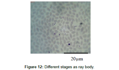 bacteriology-parasitology-ray-body