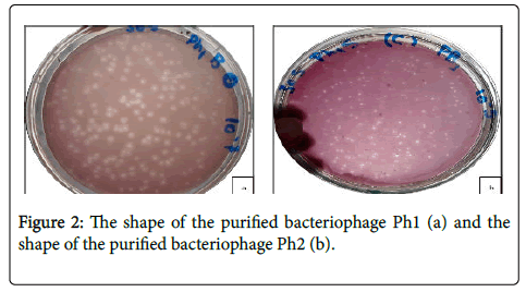 bacteriology-parasitology-shape-purified