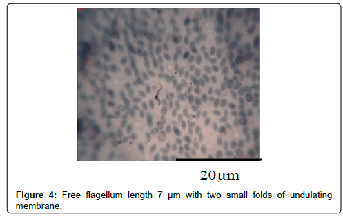 bacteriology-parasitology-small-folds