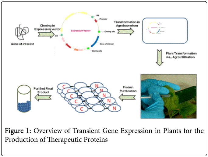 Plants as an Alternate System for the Large Scale Production of