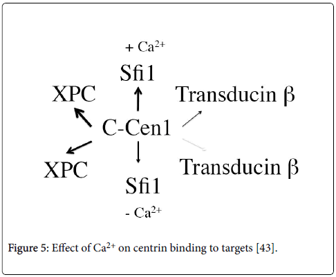bioenergetics-centrin-binding