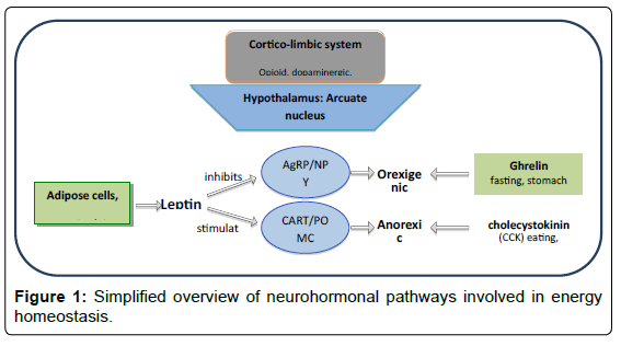 bioenergetics-neurohormonal-pathways-involved