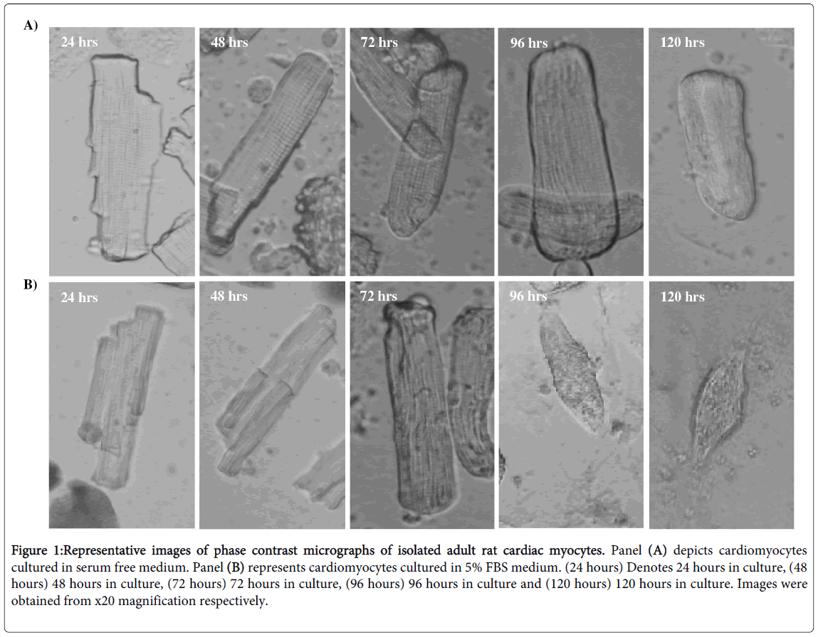 bioenergetics-phase-contrast-micrographs